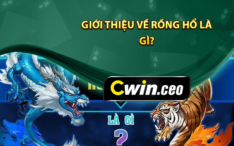 Giới thiệu về rồng hổ là gì?